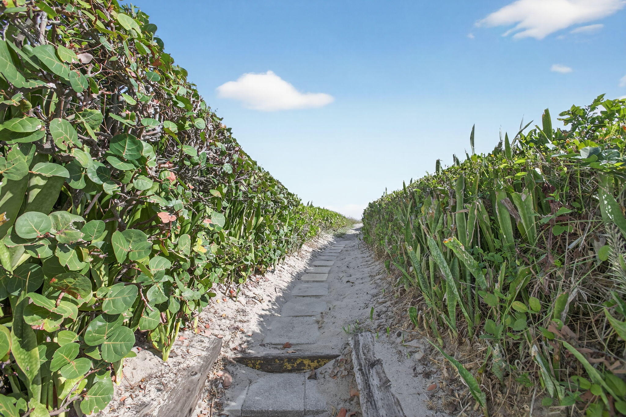3600 North Ocean Drive, Unit 223 Singer Island, FL 33404 - Photo 20 of 47 a close up of a plant in a garden