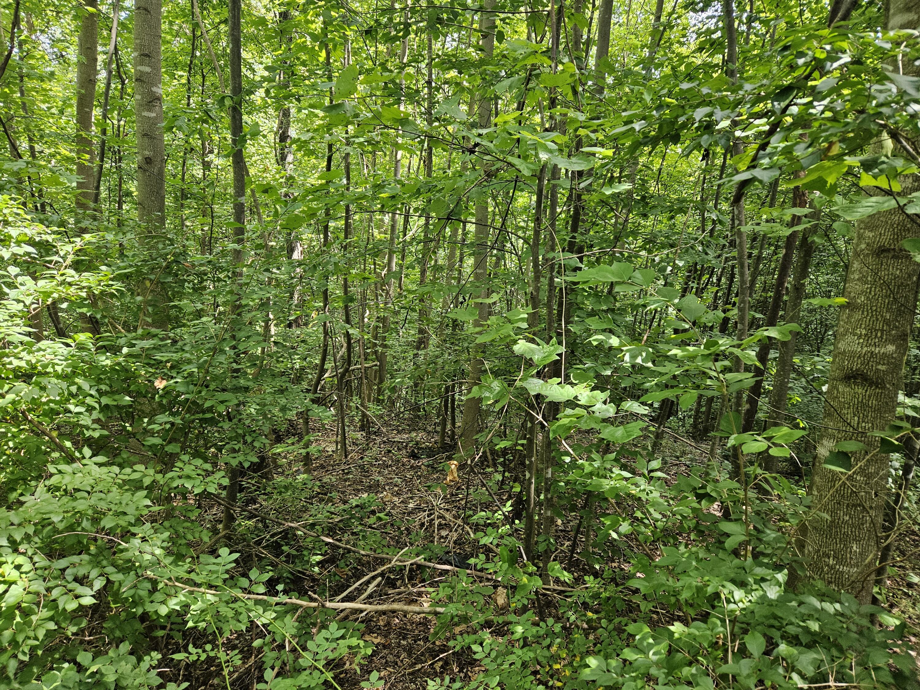 1775 Dry Ridge Road Liberty, KY 42539 - Photo 77 of 83 20250726_132538