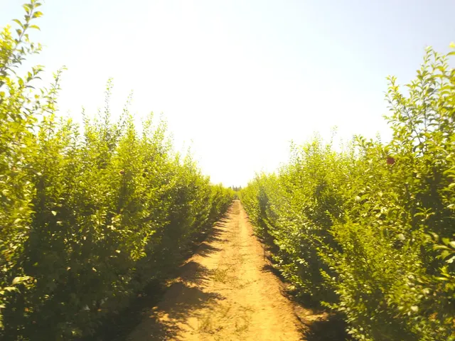 a view of a large yard with lots of green space