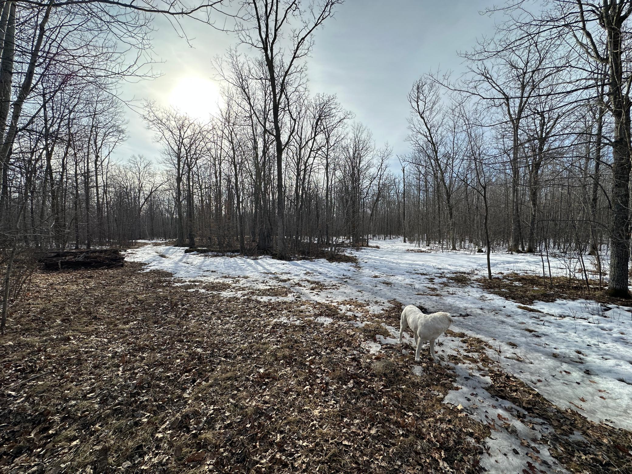 Tbd 315th Avenue Laporte, MN 56461 - Photo 15 of 39