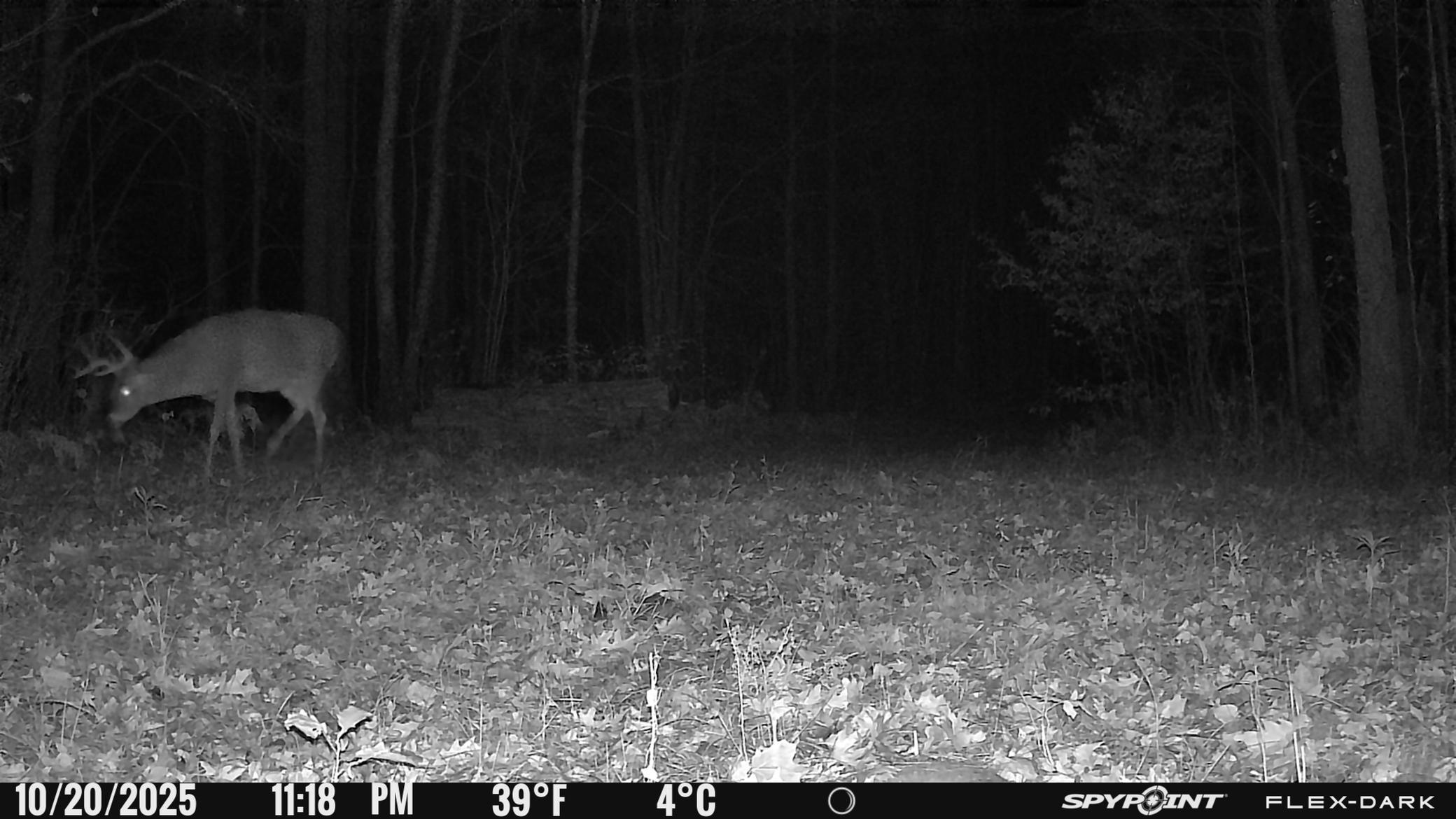 Tbd 315th Avenue Laporte, MN 56461 - Photo 17 of 39
