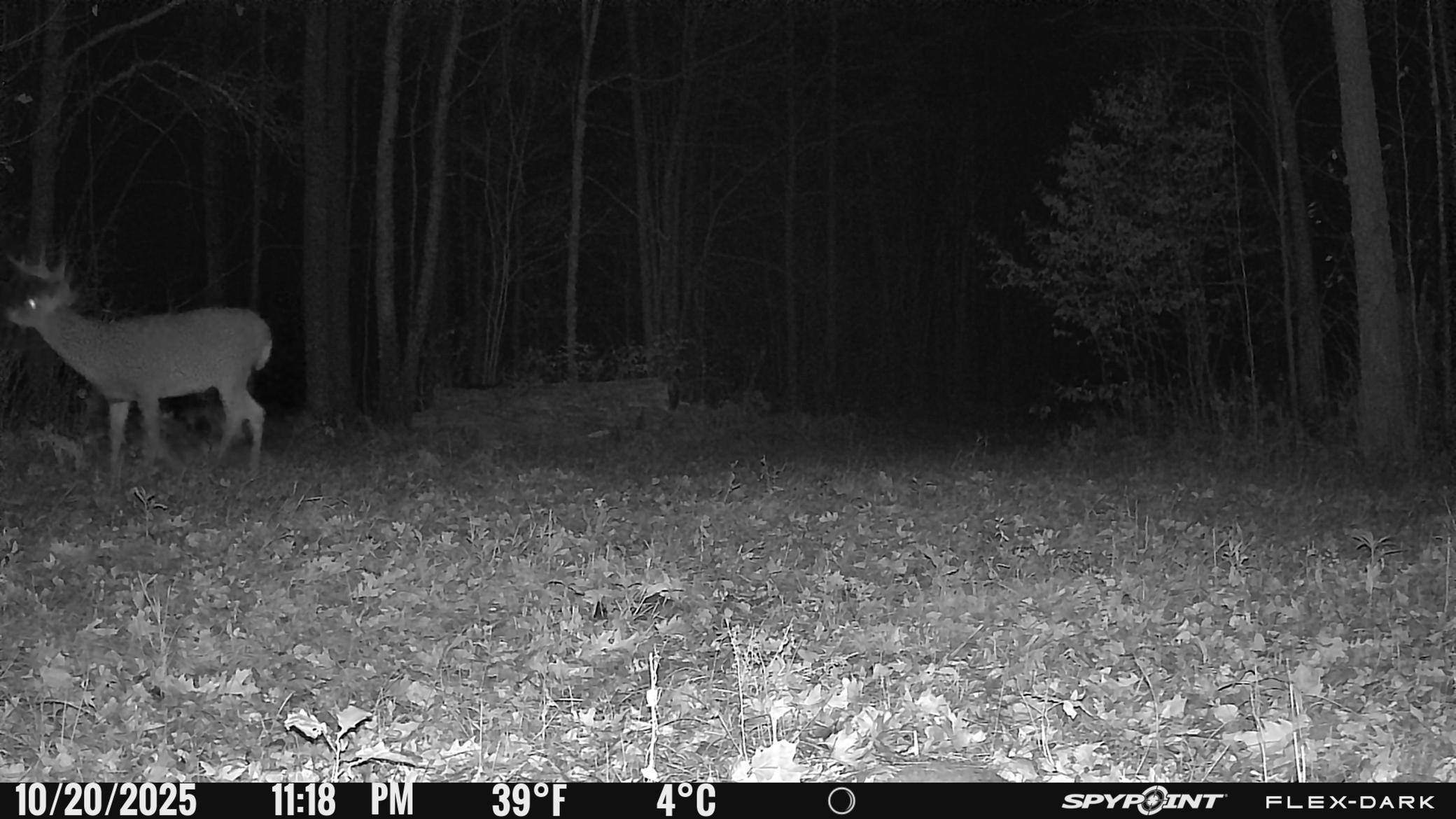 Tbd 315th Avenue Laporte, MN 56461 - Photo 18 of 39