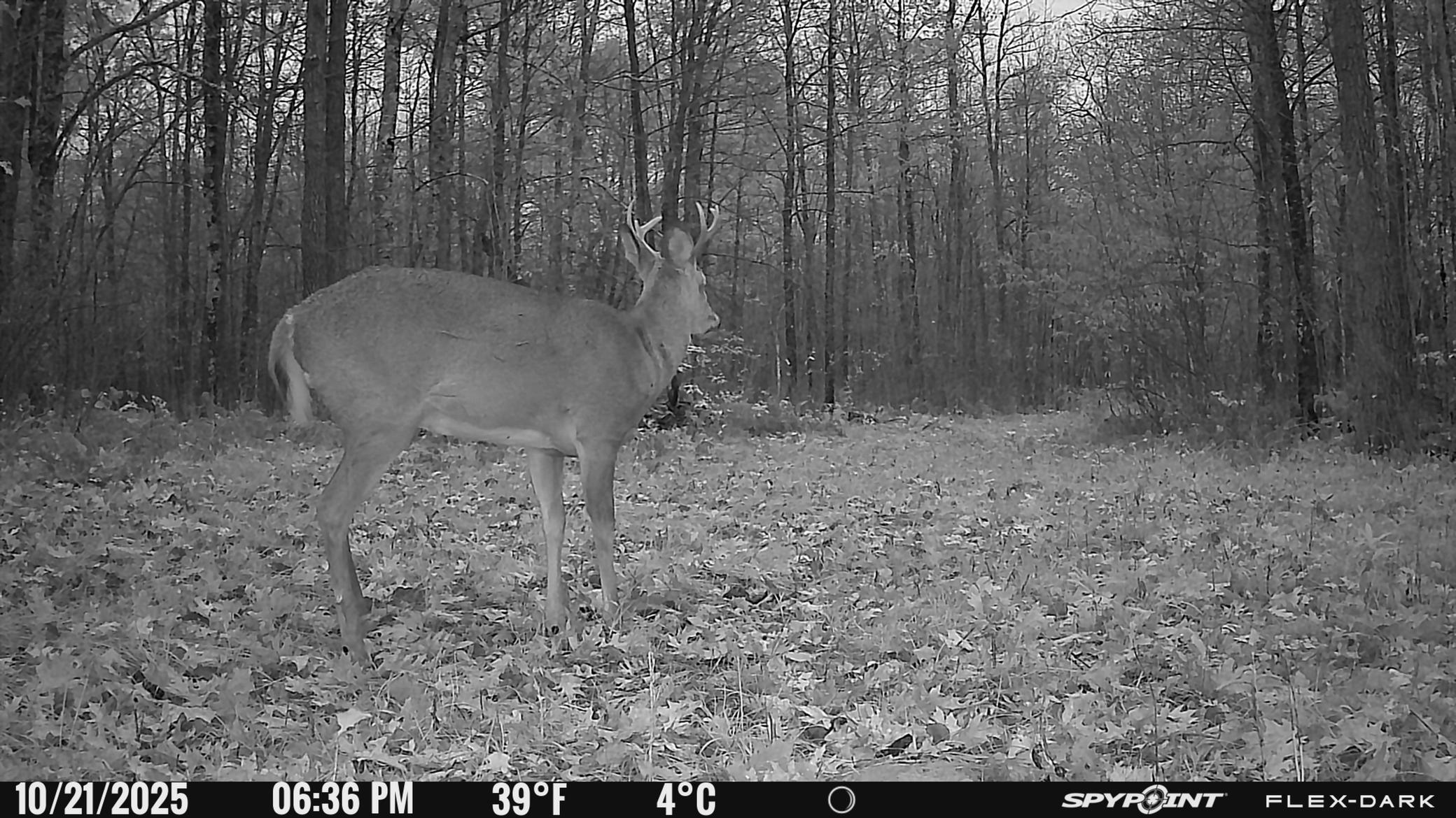 Tbd 315th Avenue Laporte, MN 56461 - Photo 19 of 39