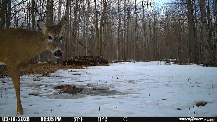 Tbd 315th Avenue Laporte, MN 56461 - Photo 24 of 39