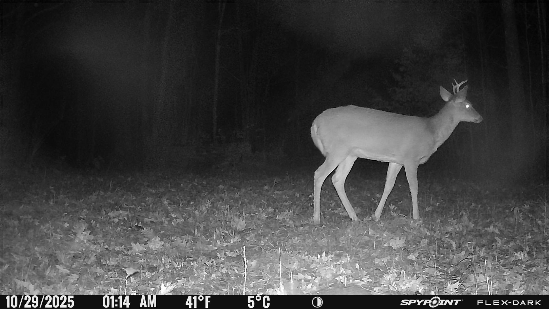 Tbd 315th Avenue Laporte, MN 56461 - Photo 31 of 39