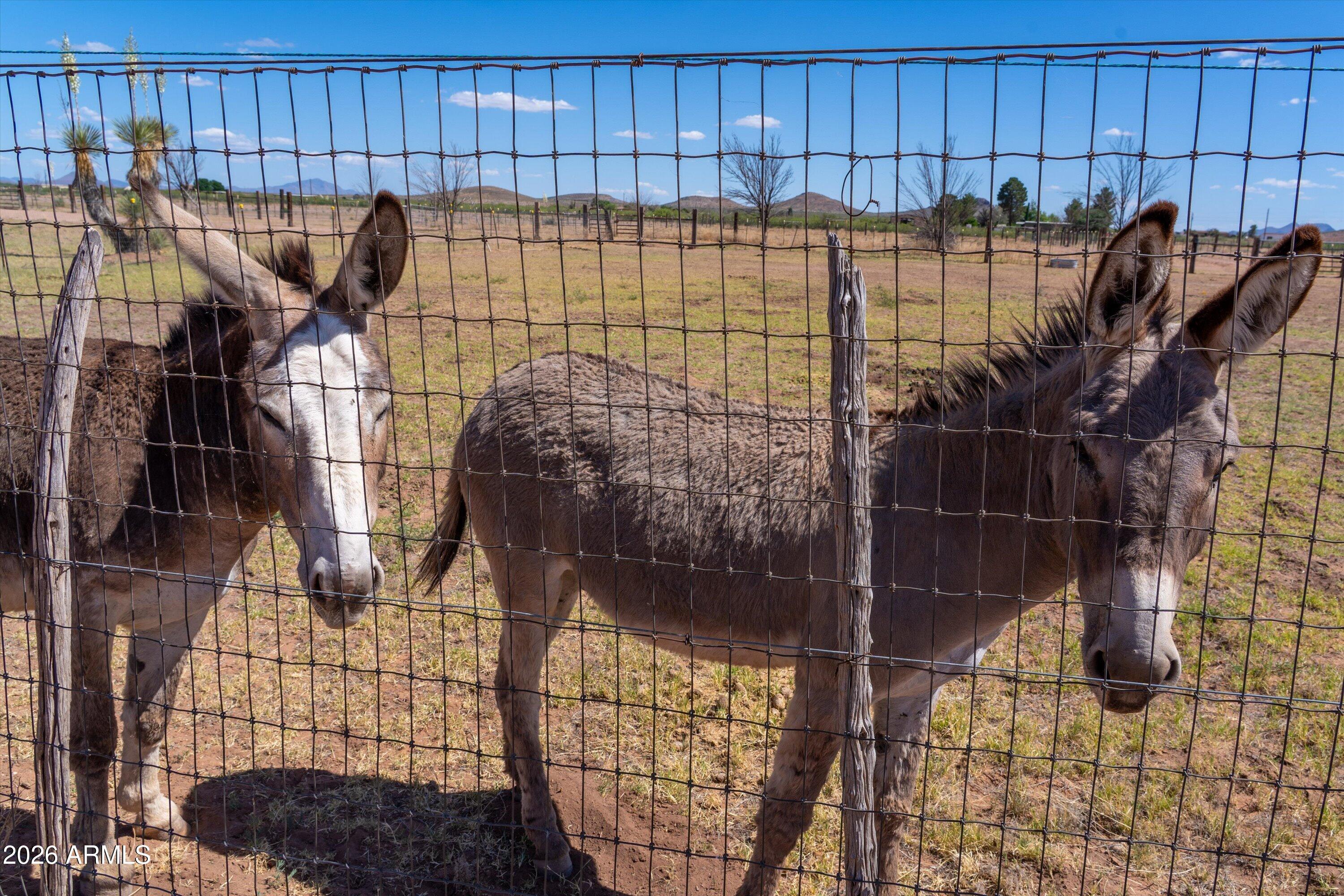 3661 East Antelope Road Pearce, AZ 85625 - Photo 46 of 52 66-Donkeys