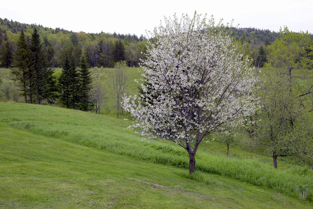 3669 East Hill Road Plainfield, VT 05667 - Photo 30 of 40