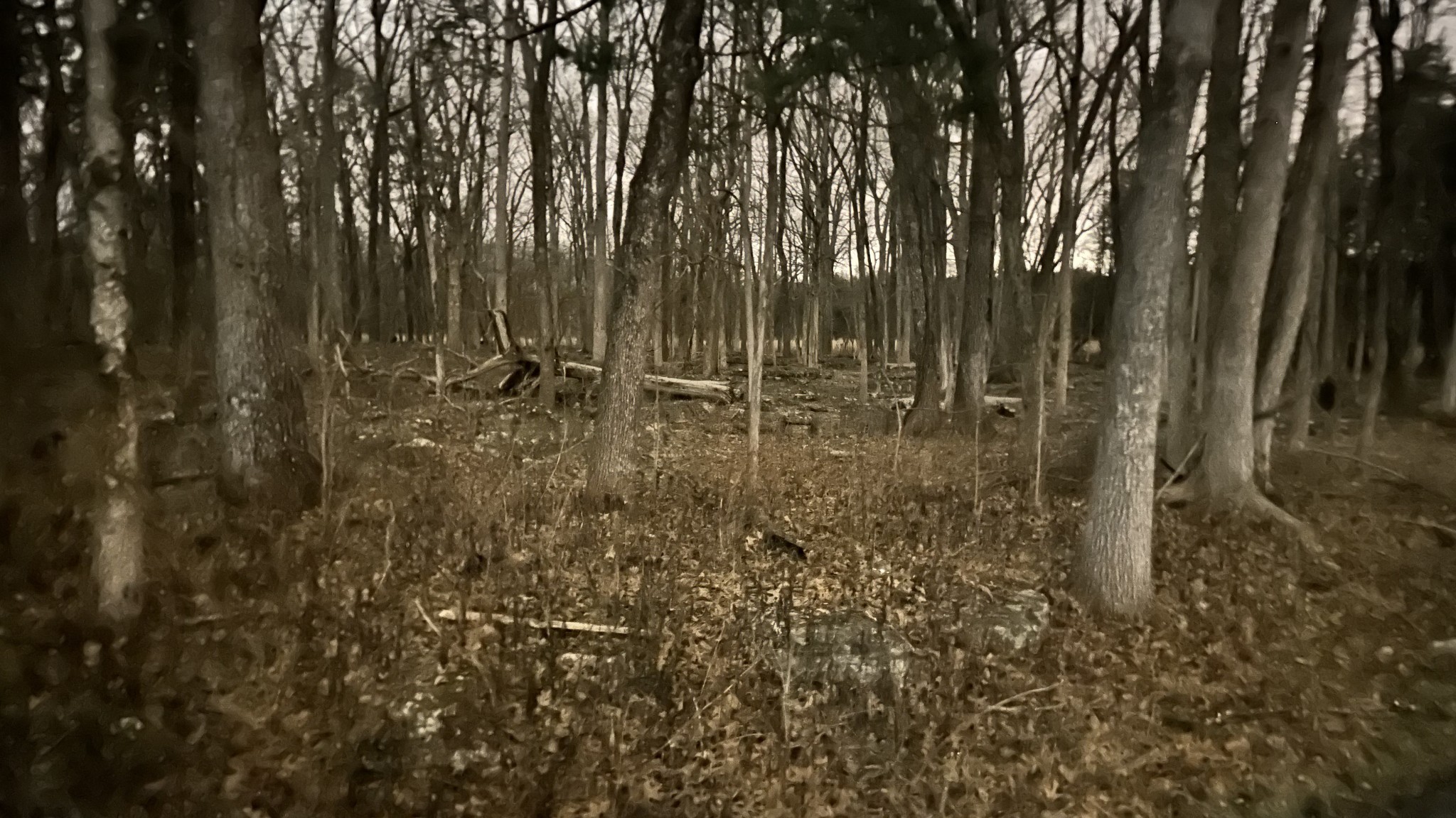 1385 Ridgewood Drive McEwen, TN 37101 - Photo 11 of 17 a view of outdoor space with trees