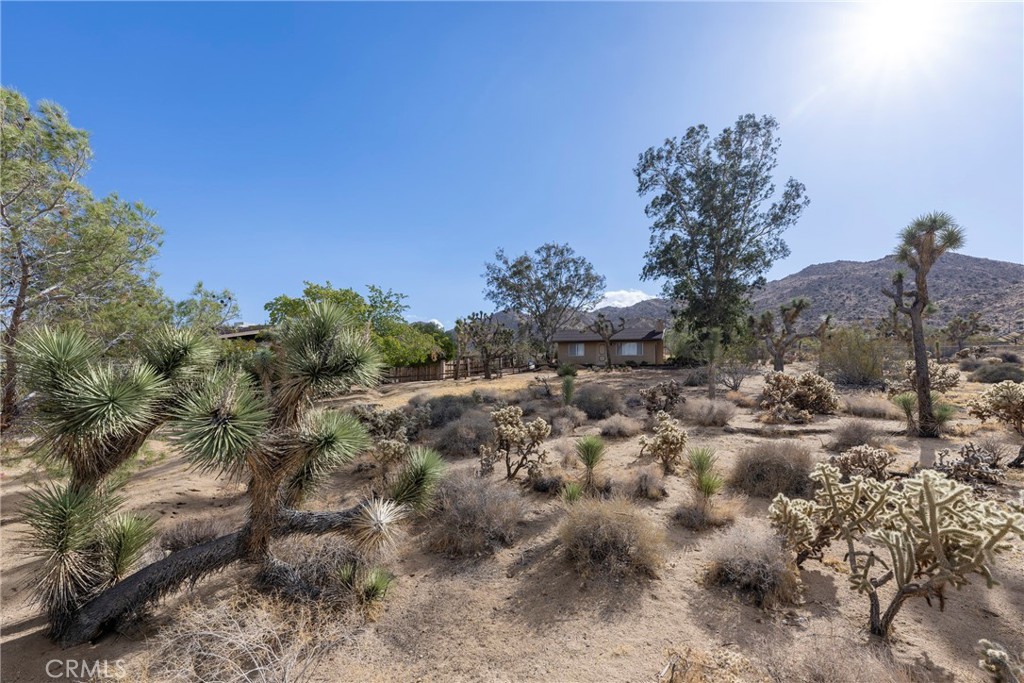 60383 Melton Trail Joshua Tree, CA 92252 - Photo 64 of 72 a view of a forest with a tree in the background
