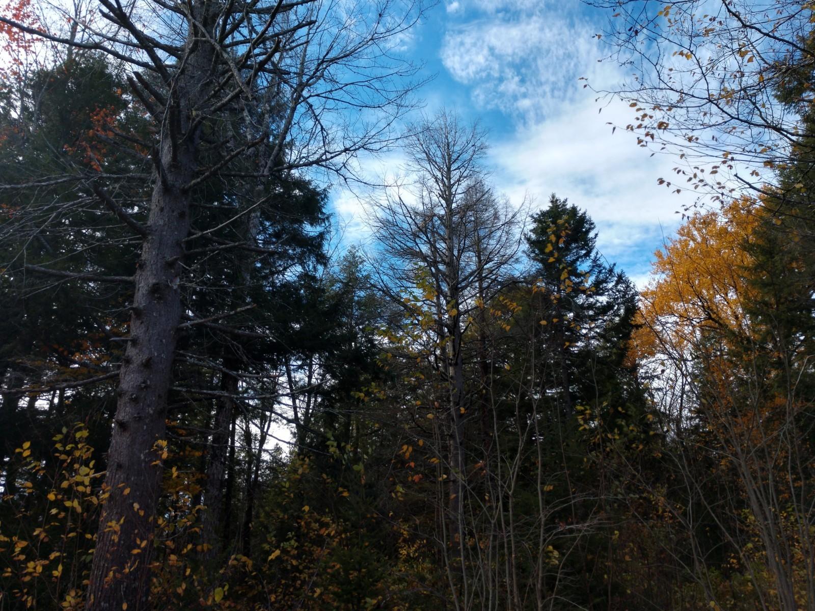 42-1 Camp & East Ridge Road Cooper, ME 04657 - Photo 4 of 7 IMG_20191022_121835626_HDR
