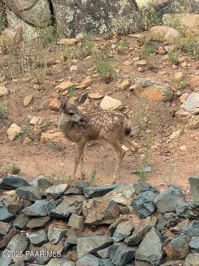 1716 Alpine Meadows Lane, Unit 305 Prescott, AZ 86303 - Photo 46 of 49 a view of lot of snow on tree
