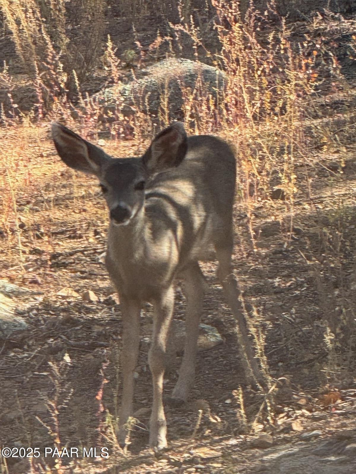 1716 Alpine Meadows Lane, Unit 305 Prescott, AZ 86303 - Photo 47 of 49 a vase of flowers sitting on a table