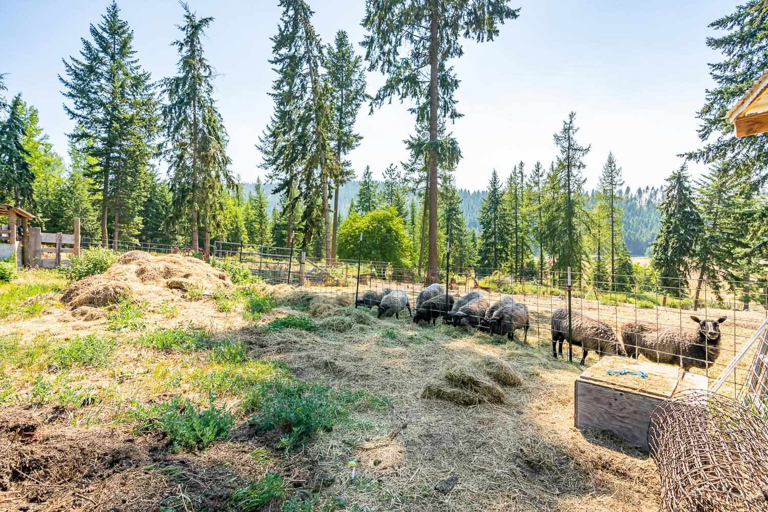 1458 Queen Of Sheba Road Colville, WA 99114 - Photo 25 of 43 Gallery Image 25