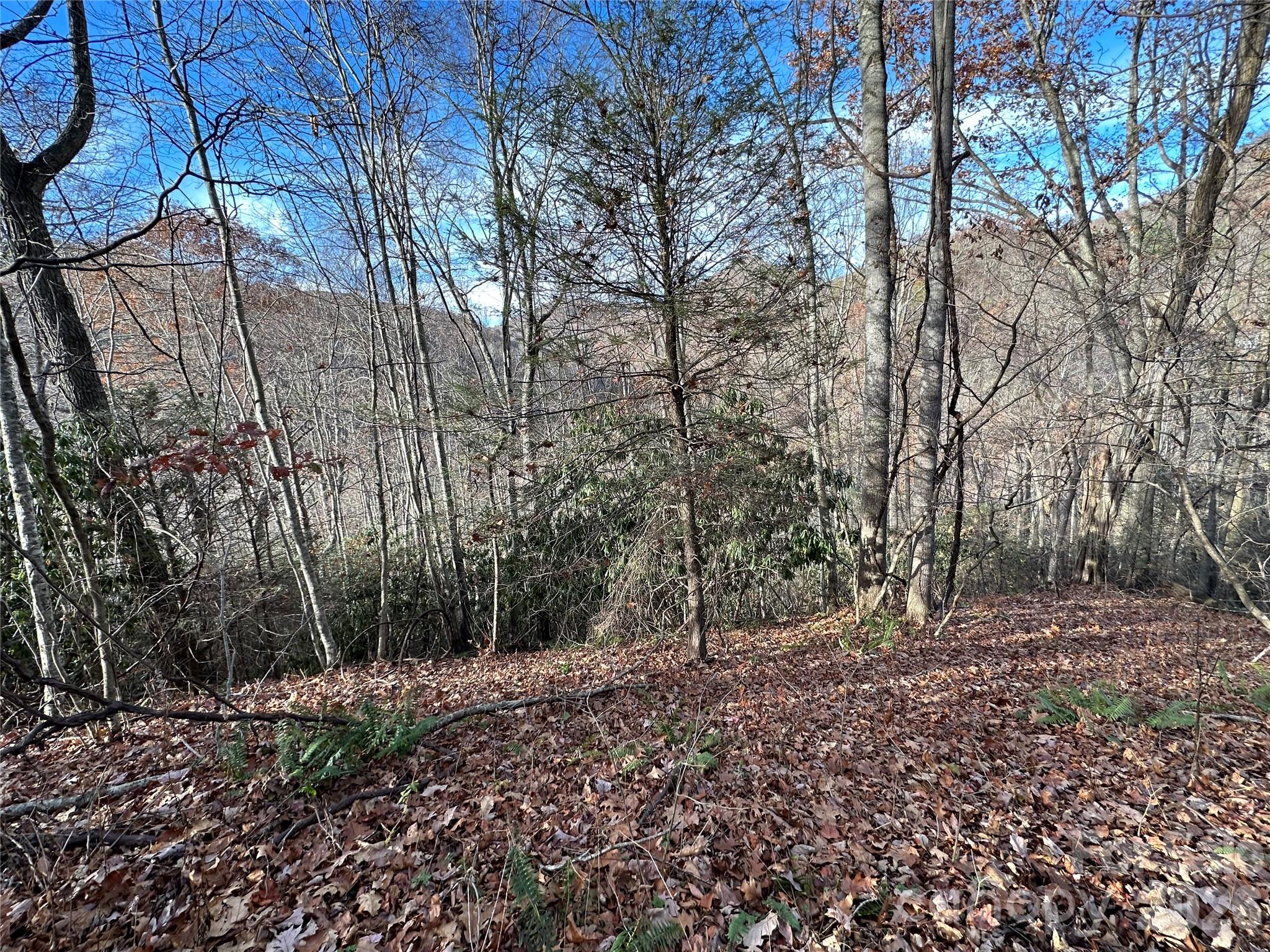 0 Rock House Cove Road, Unit 2 Clyde, NC 28721 - Photo 2 of 9 a view of a forest filled with trees