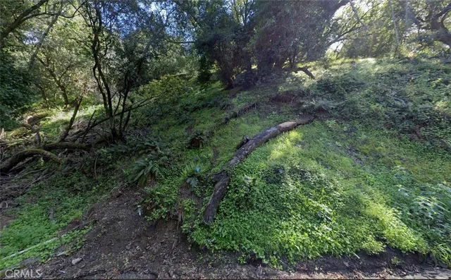 a view of a lush green forest