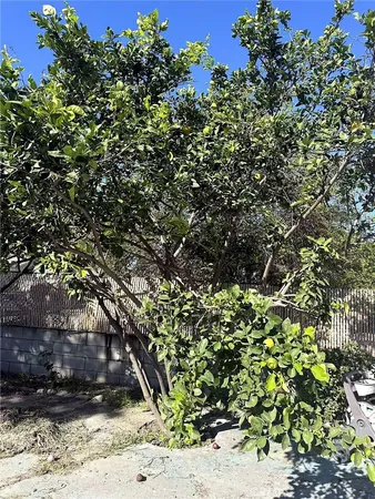 a picture of tree