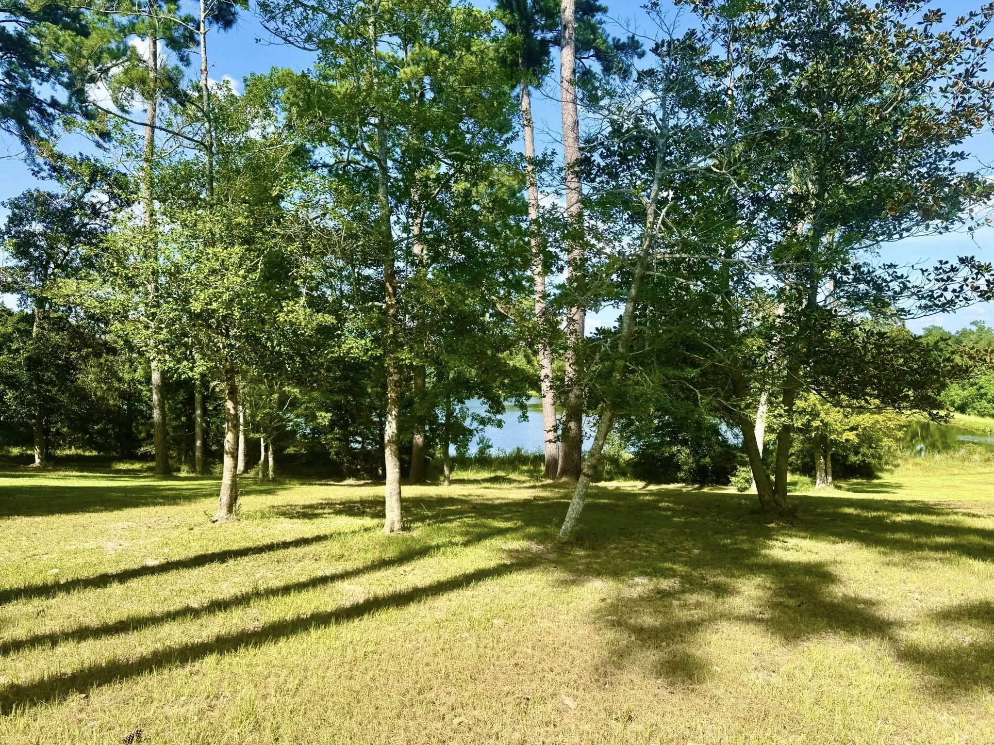 Tbd Tbd Lakeland Ranch Hillister, TX 77624 - Photo 19 of 31 a view of a park with large trees