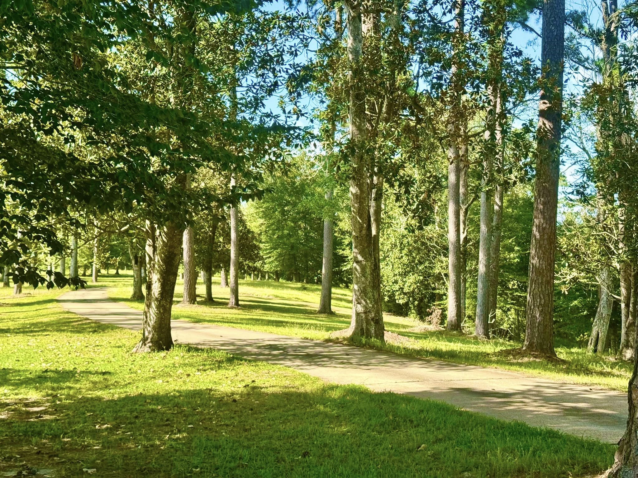 Tbd Tbd Lakeland Ranch Hillister, TX 77624 - Photo 23 of 31 a view of yard with trees