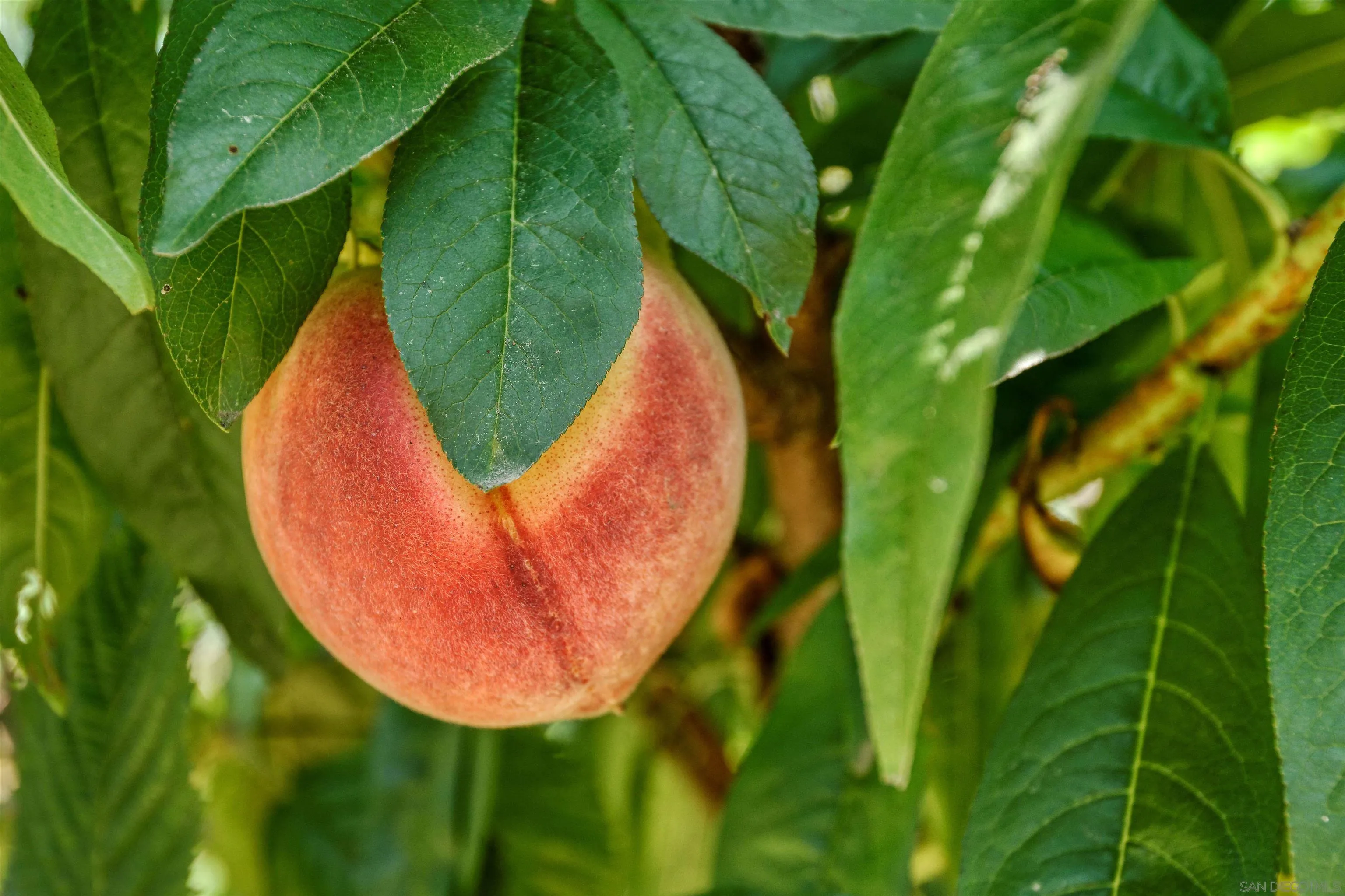 1780 La Jolla Rancho Road La Jolla, CA 92037 - Photo 22 of 24 a view of a bird bath