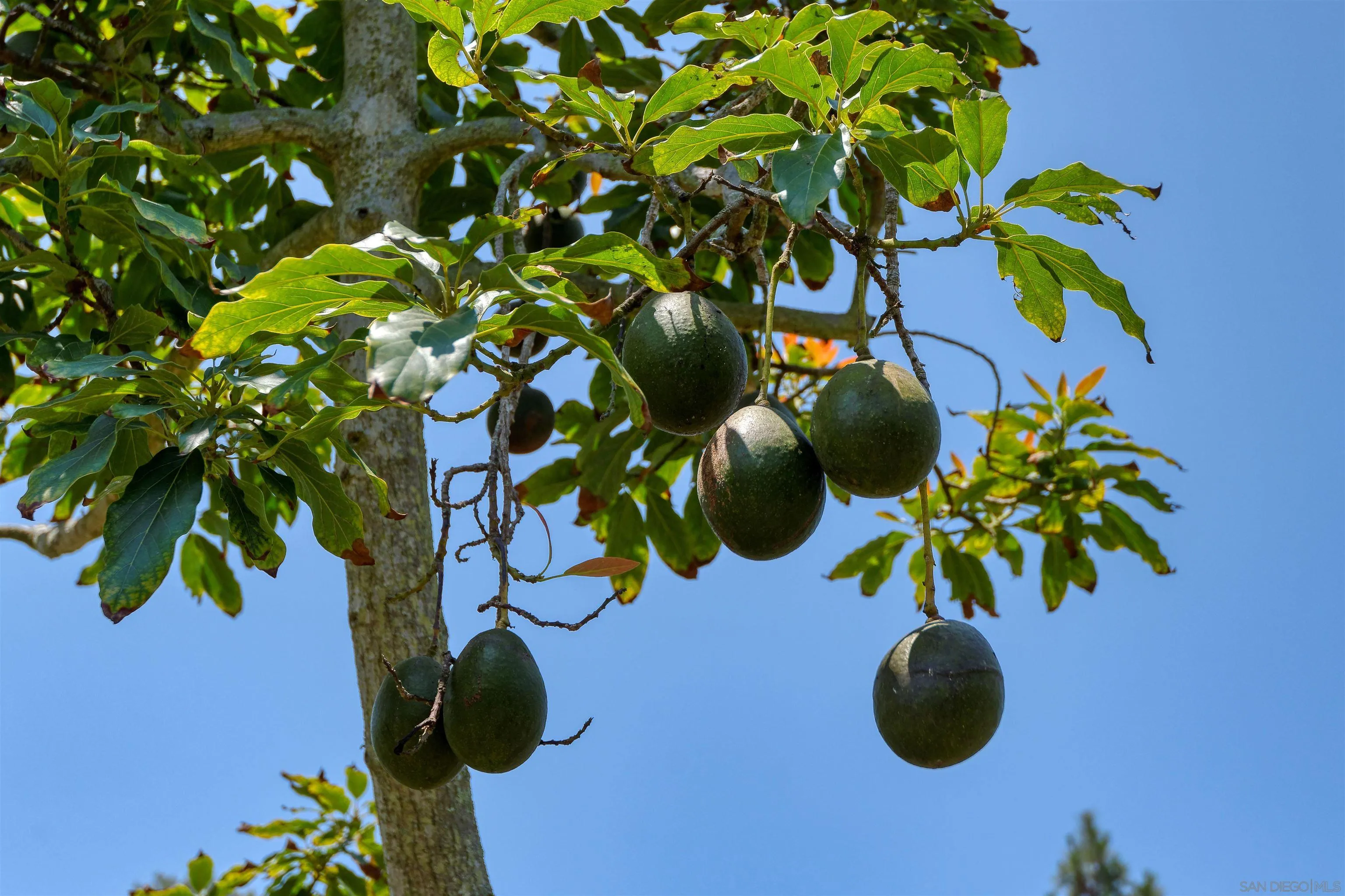 1780 La Jolla Rancho Road La Jolla, CA 92037 - Photo 23 of 24 a close up of a plant in a pot