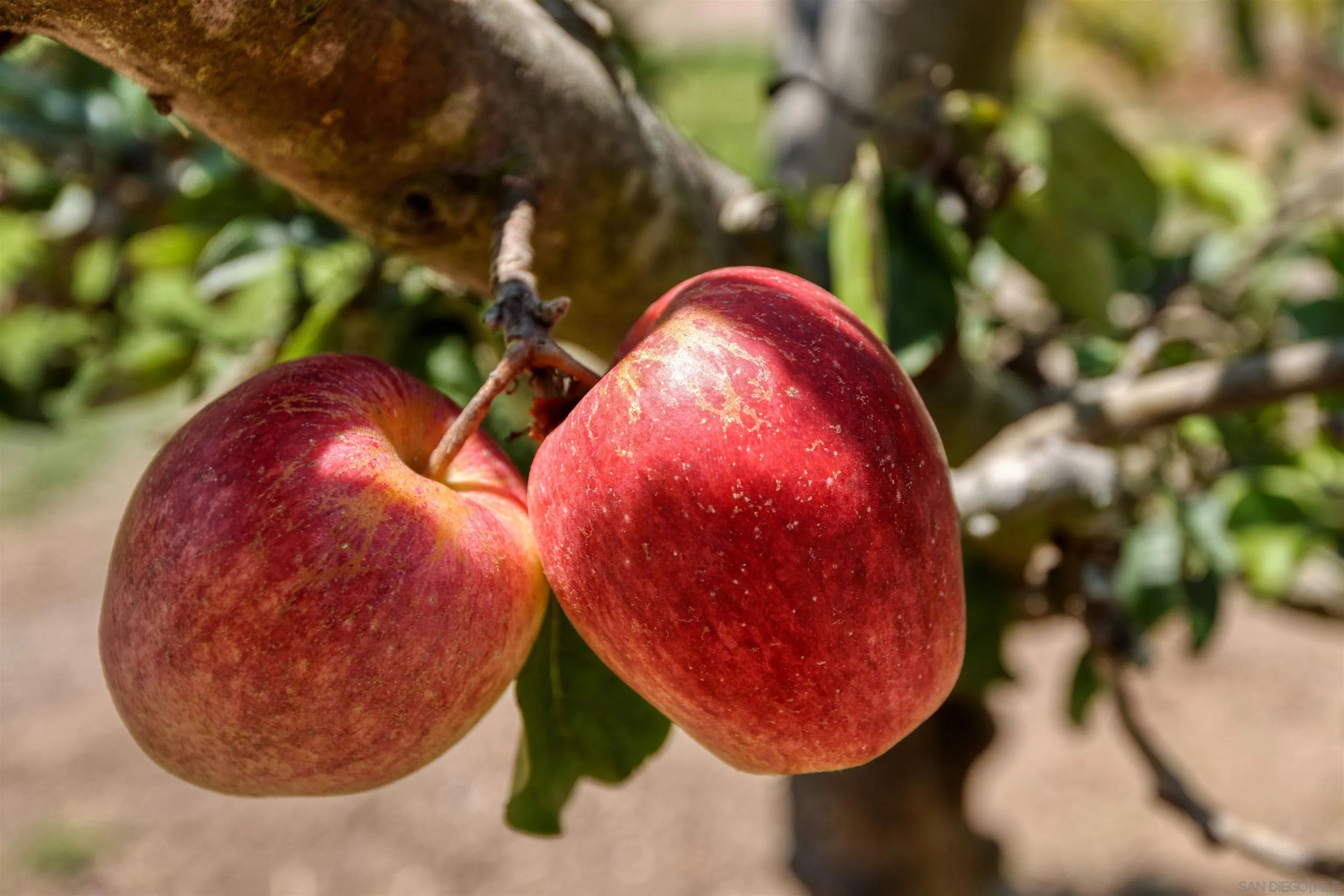 1780 La Jolla Rancho Road La Jolla, CA 92037 - Photo 24 of 24 a view of a painting on a tree
