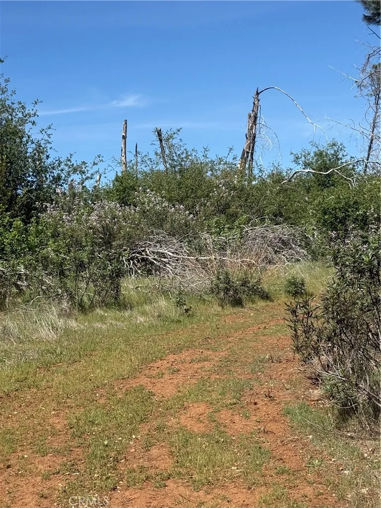 0 Round Valley Ranch Road Paradise, CA 95969 - Photo 15 of 33 a view of a field with two of trees in it