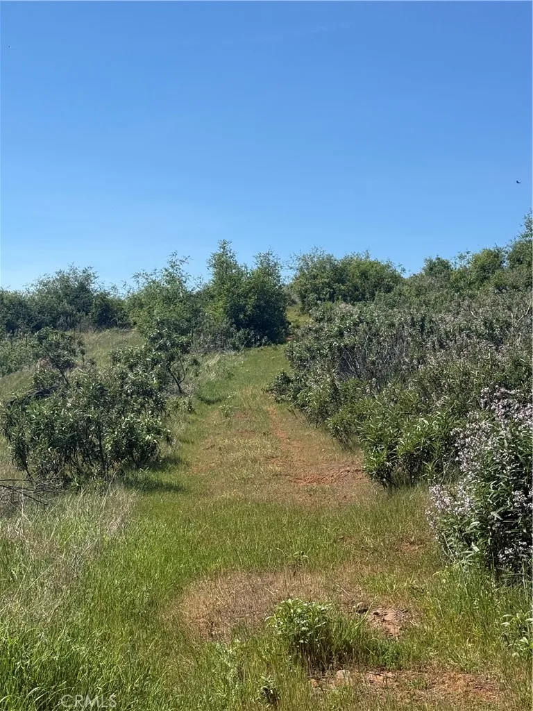 0 Round Valley Ranch Road Paradise, CA 95969 - Photo 23 of 33 a view of a yard with a tree