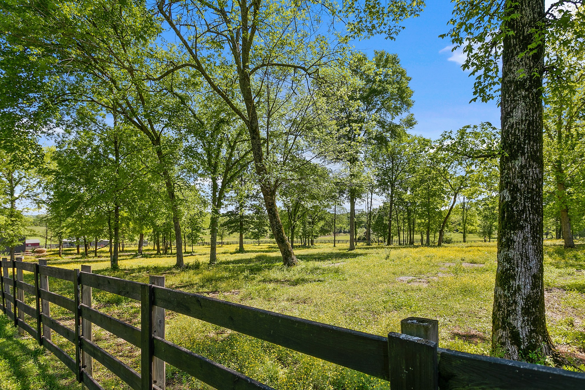 4280 Central Valley Road Murfreesboro, TN 37129 - Photo 47 of 50 Mature trees dot the fenced horse pasture.