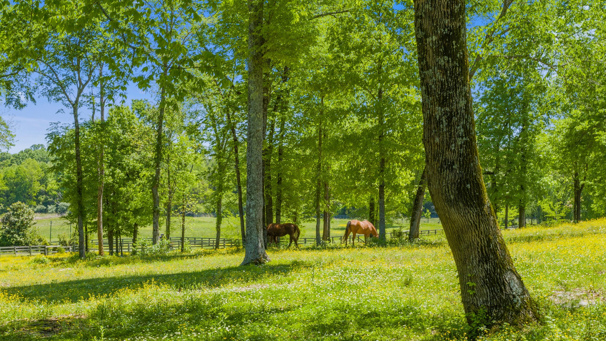4280 Central Valley Road Murfreesboro, TN 37129 - Photo 48 of 50 Say hello to Jacks and Cowboy!