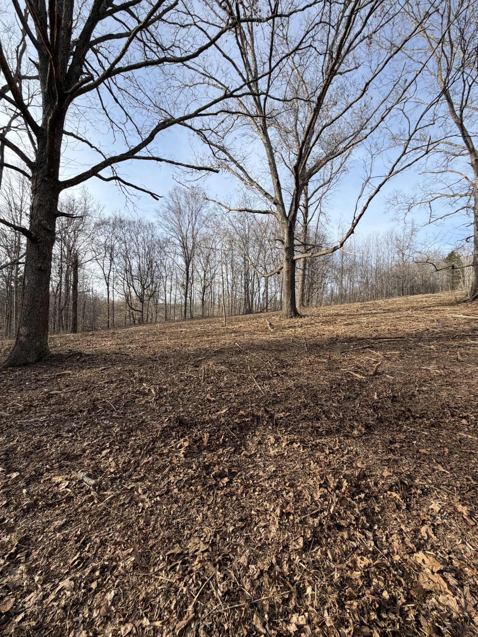 0 Macon Wall Road Ashland City, TN 37015 - Photo 2 of 9 a big yard with large trees
