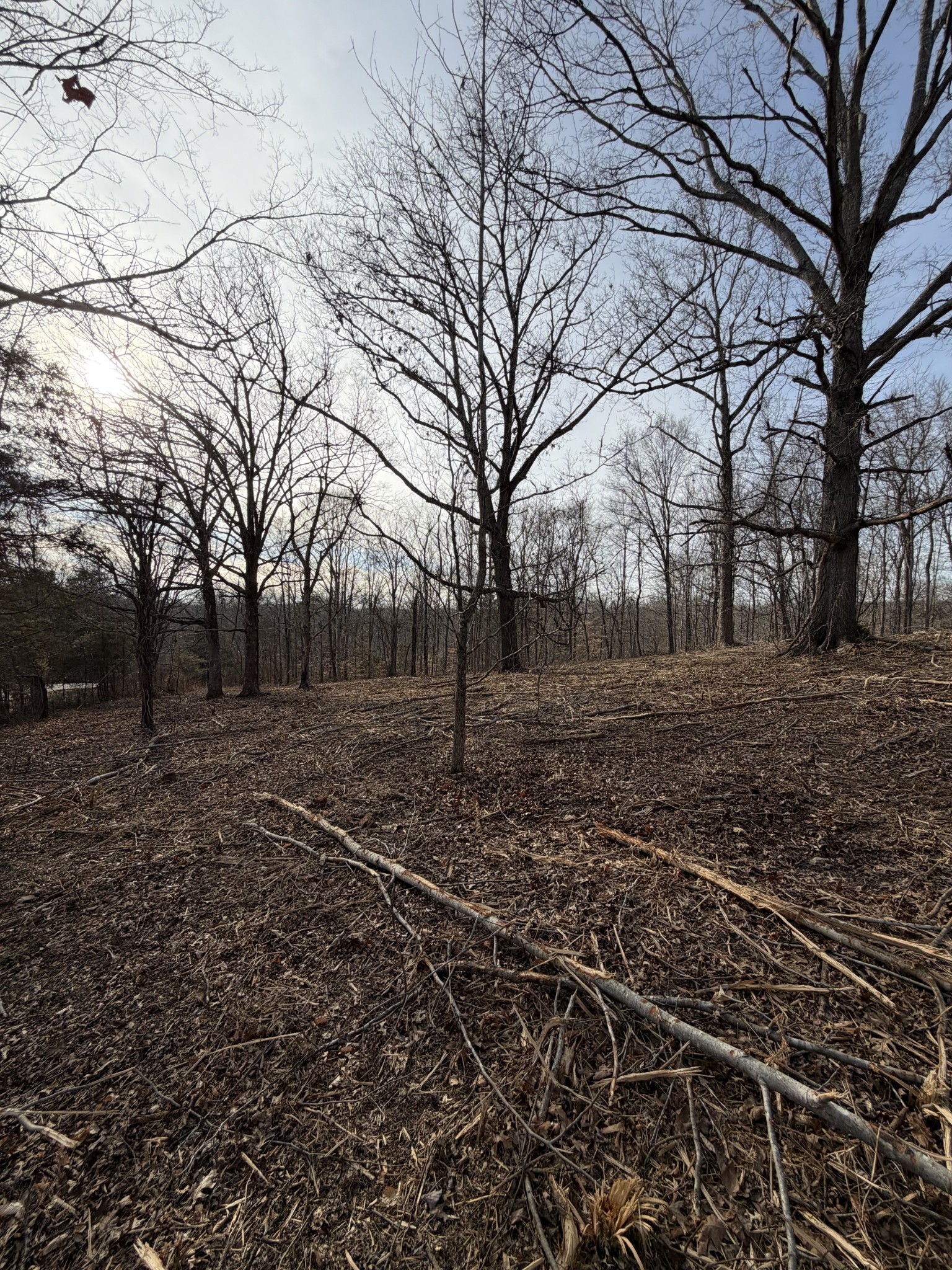 0 Macon Wall Road Ashland City, TN 37015 - Photo 3 of 9 a view of a yard with a tree