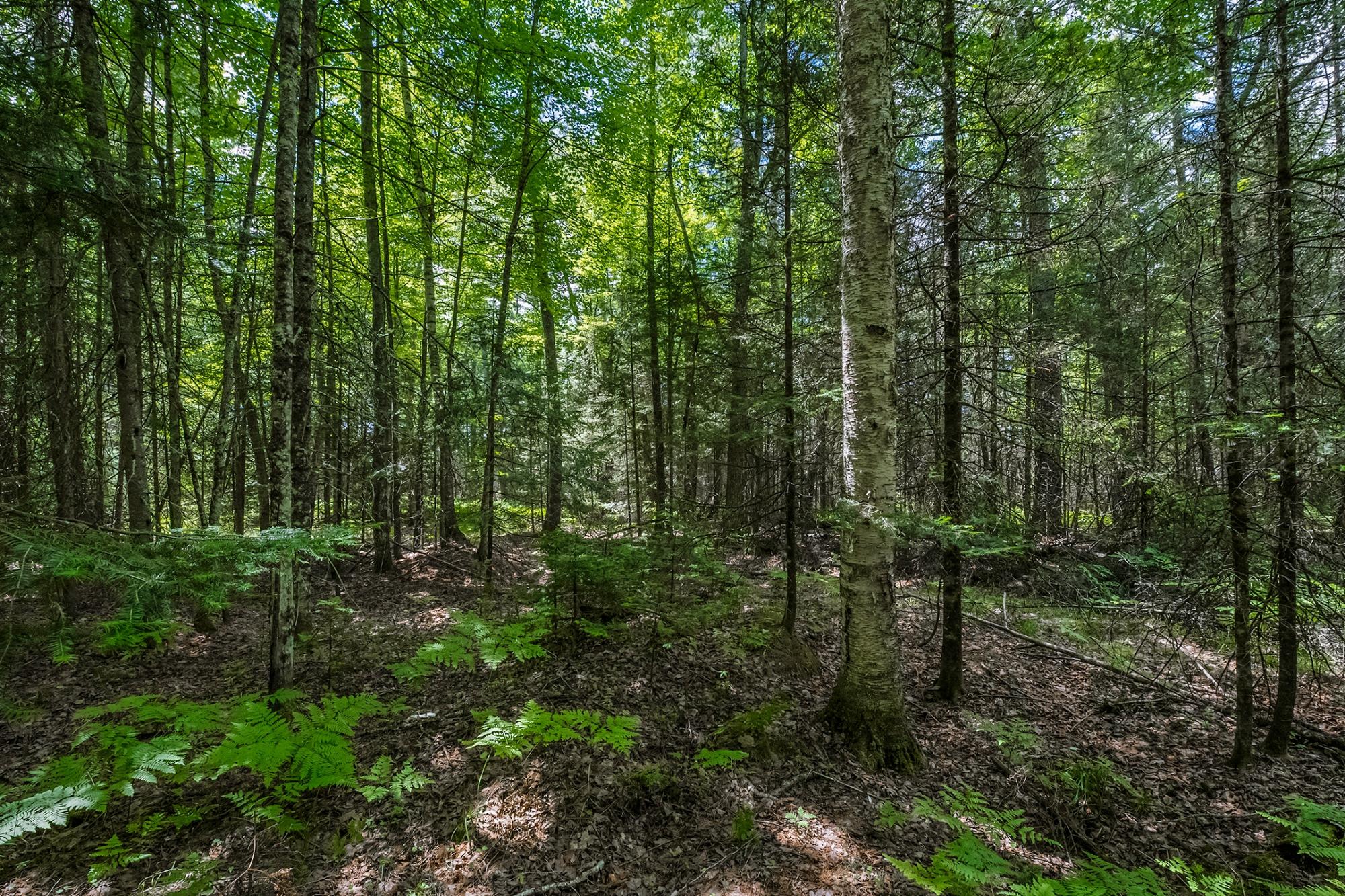 Off Watersmeet Lake Road, Unit 4 Eagle River, WI 54521 - Photo 15 of 28