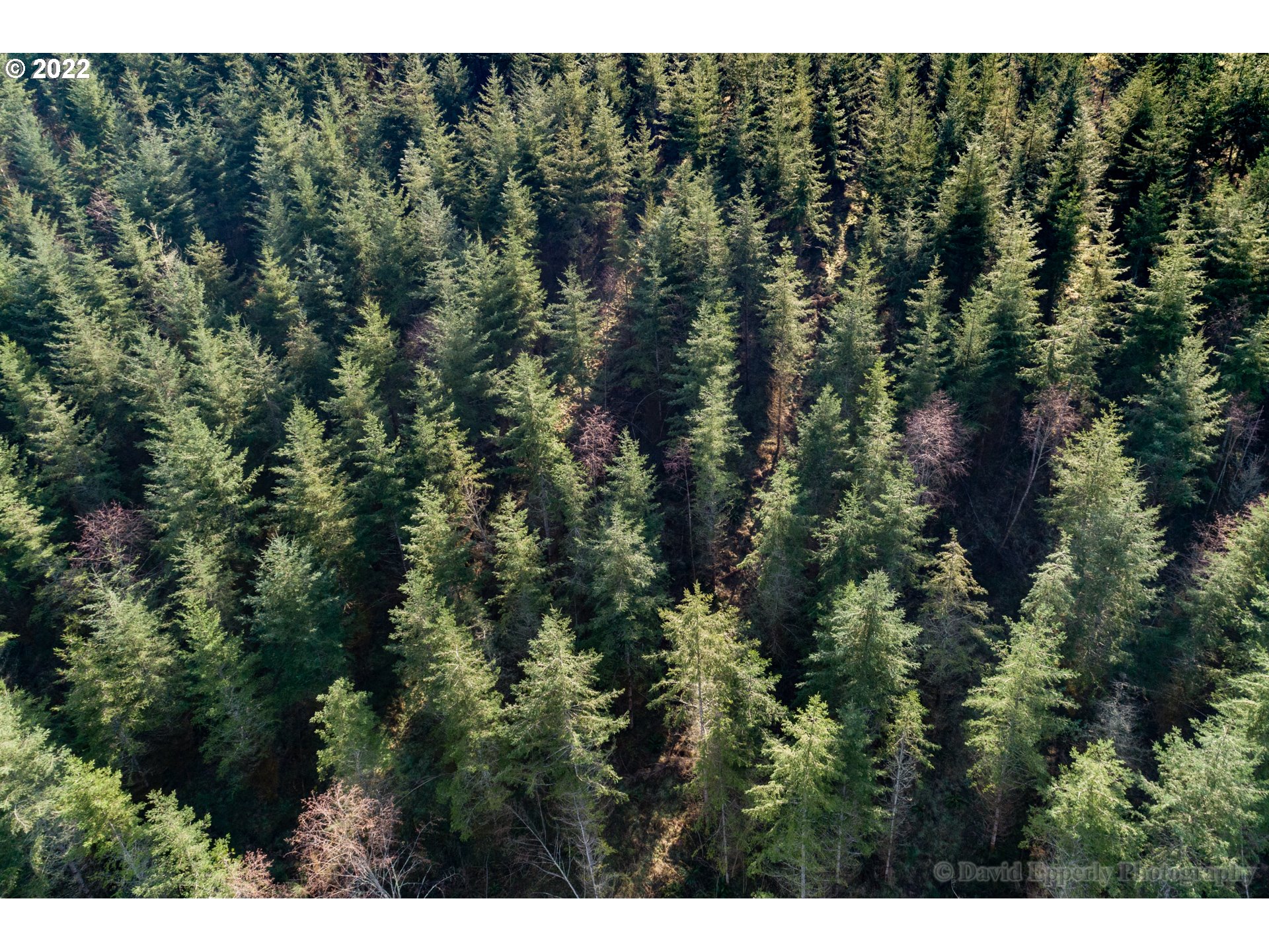 0 Nicolai Road Rainier, OR 97048 - Photo 2 of 4 a view of a forest with a street