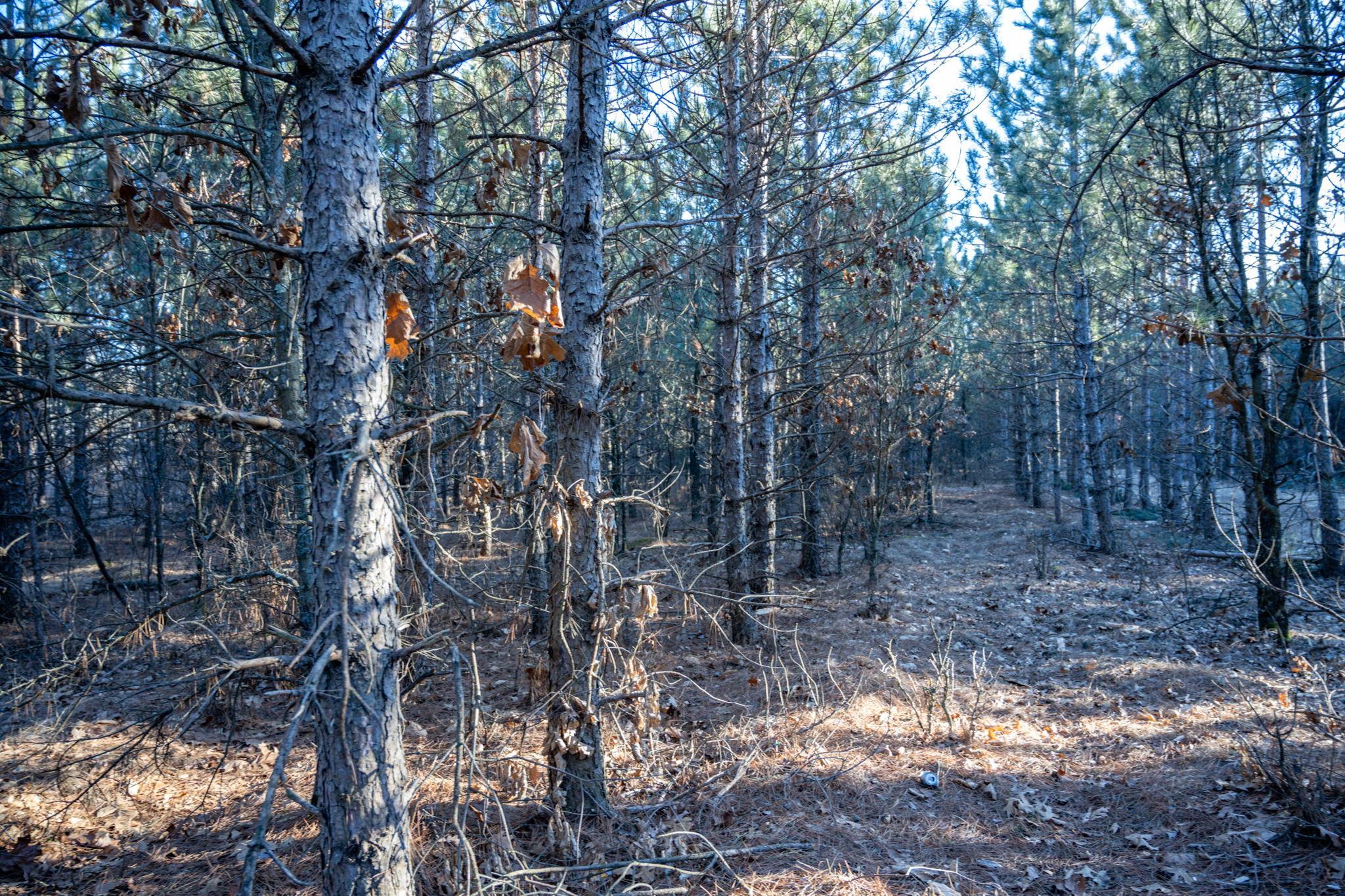 Lot 4 11th Friendship, WI 53934 - Photo 10 of 26