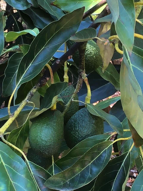 1 Monte Alegre Drive Carpinteria, CA 93013 - Photo 18 of 19 21-RMA Lot 2 - The Fruit