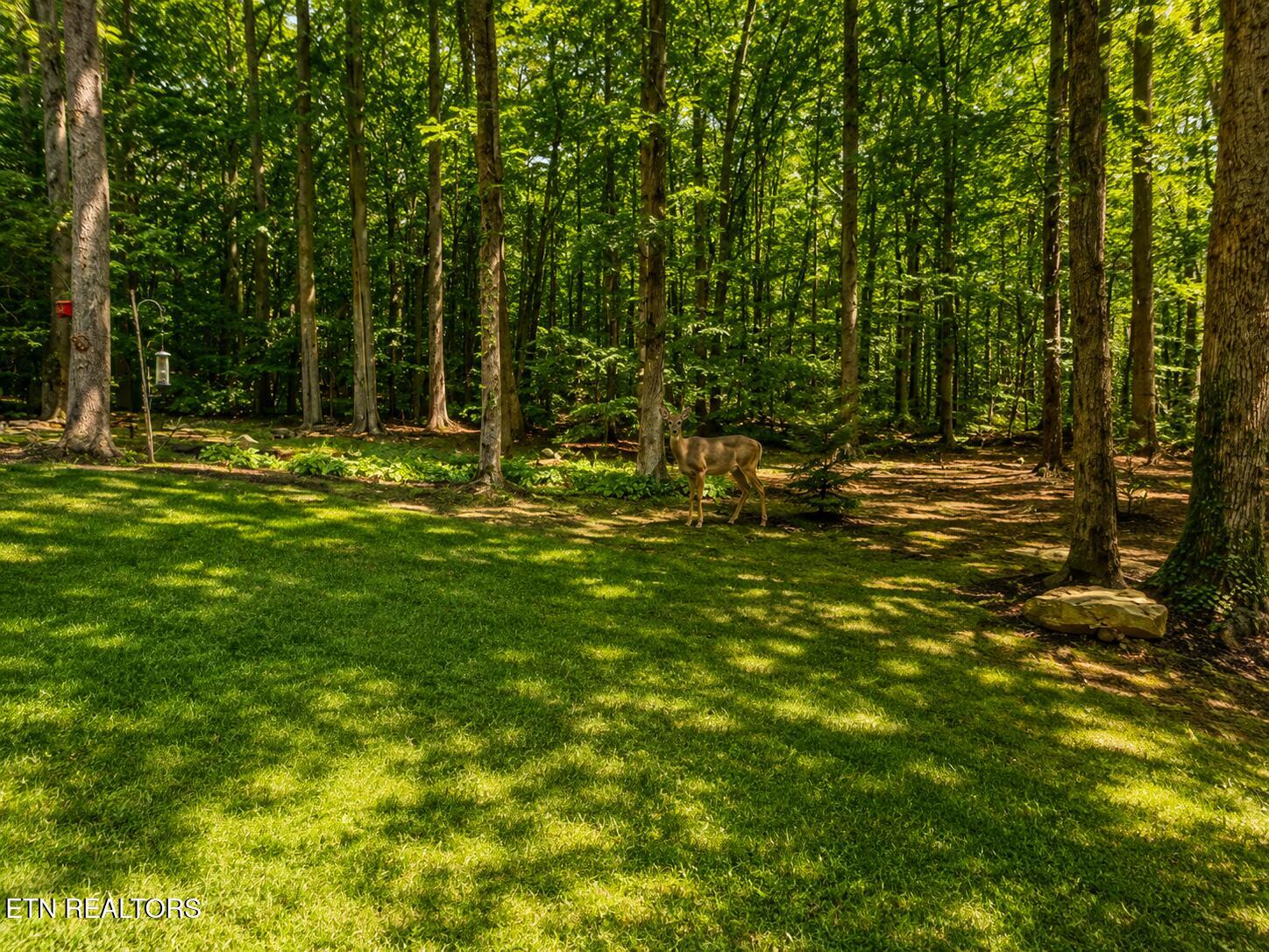 737 Edd Linder Road Jamestown, TN 38556 - Photo 57 of 57 20260525_191645586_iOS