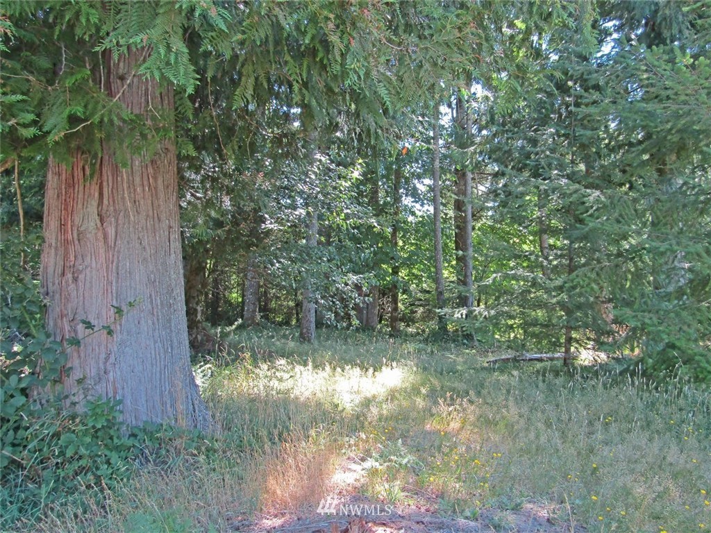 119 Belcher Road Randle, WA 98377 - Photo 29 of 39 Gallery Image 29