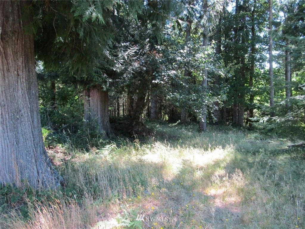 119 Belcher Road Randle, WA 98377 - Photo 31 of 39 Gallery Image 31