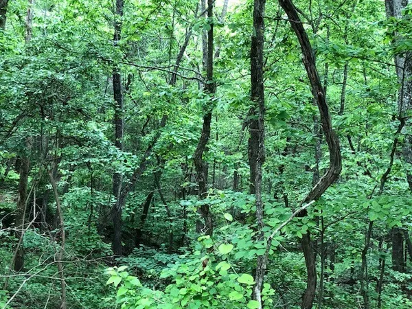 an aerial view of a forest with lots of trees