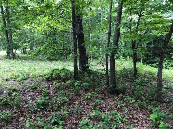 a view of a lush green forest