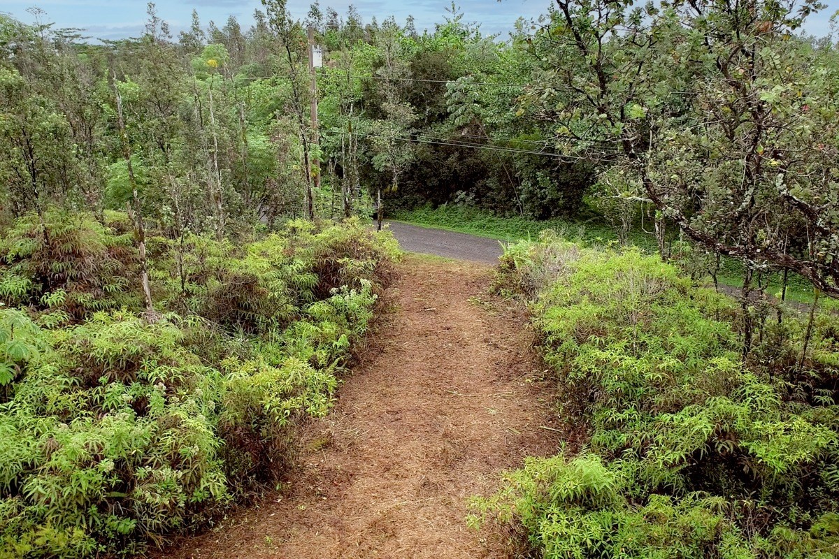 2709 Lot Avenue Keaau, HI 96749 - Photo 11 of 12 a view of a lush green forest with large trees