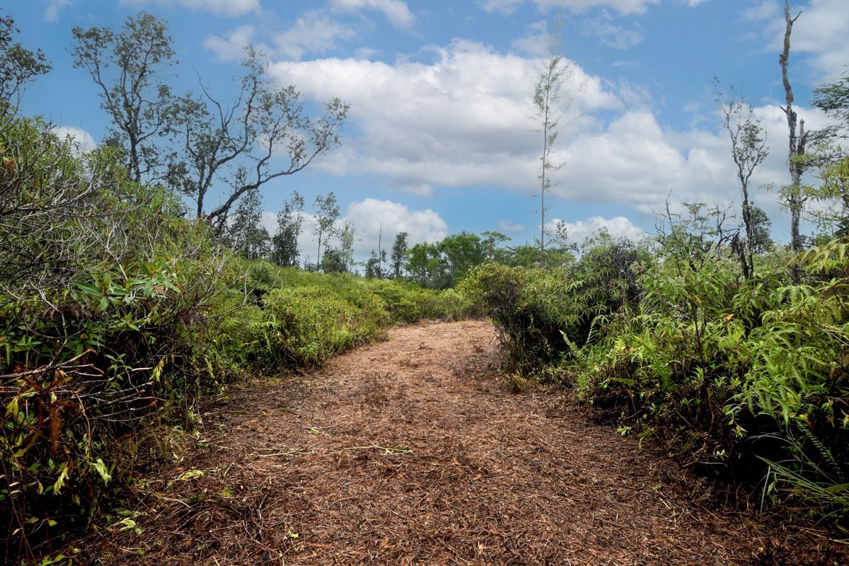 2709 Lot Avenue Keaau, HI 96749 - Photo 9 of 12 a view of a garden with plants and large trees