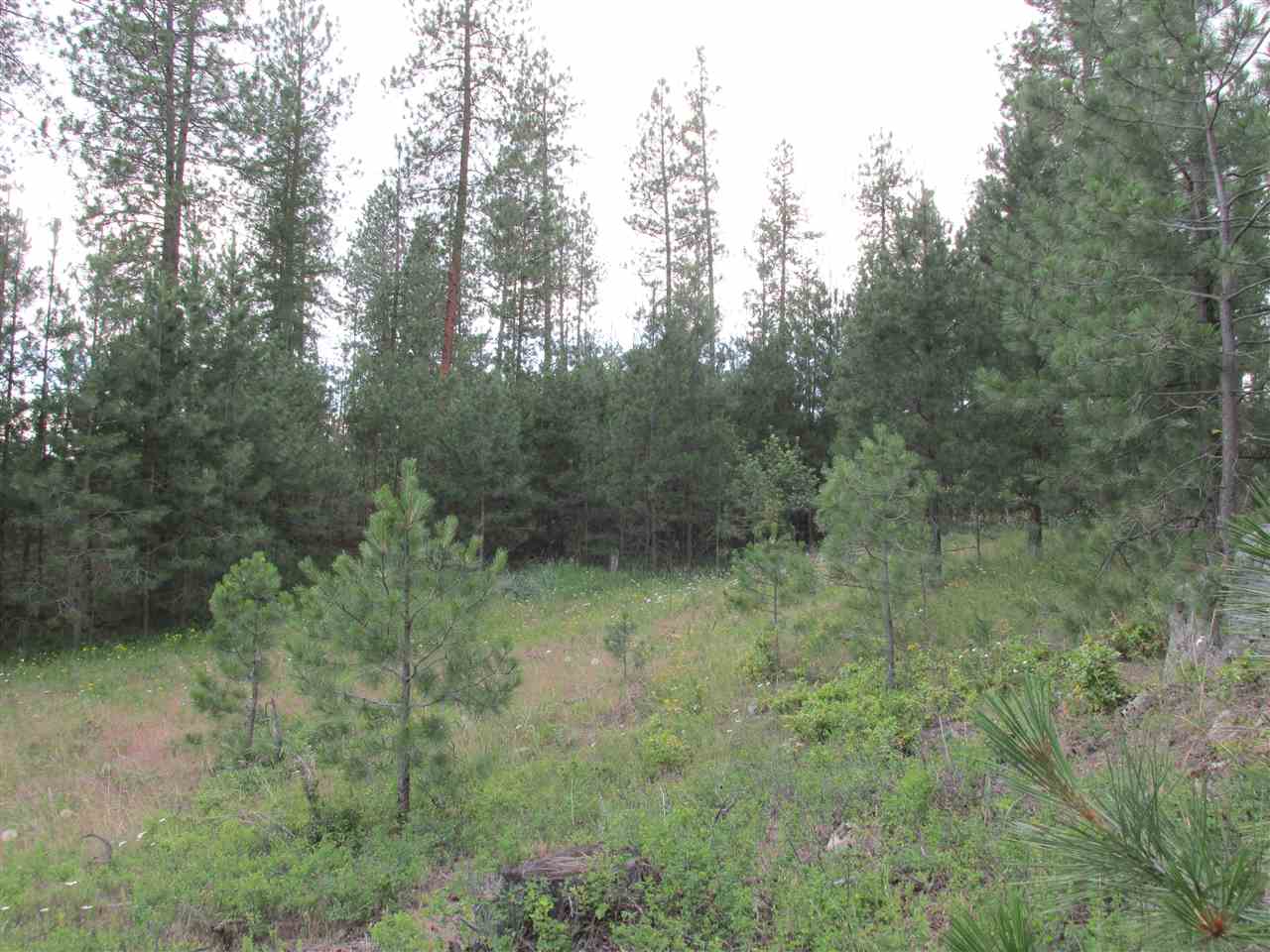 991 Westover Road Colville, WA 99114 - Photo 4 of 17 Gallery Image 4