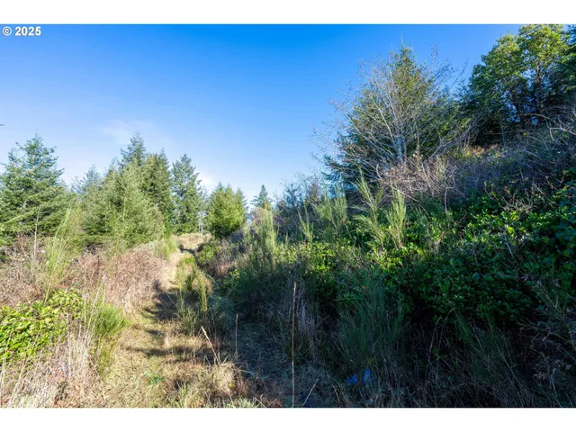 a view of a field with a tree in the background