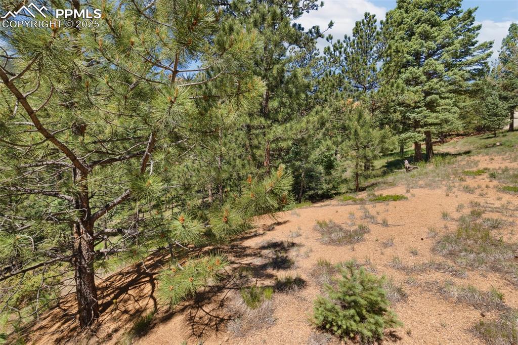 6050 Coffee Pot Road Manitou Springs, CO 80829 - Photo 11 of 34 a view of a yard with a tree