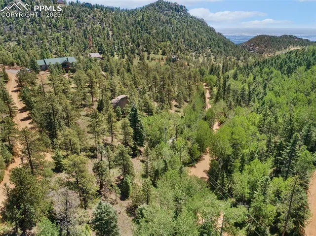 a view of a garden with plants and large trees