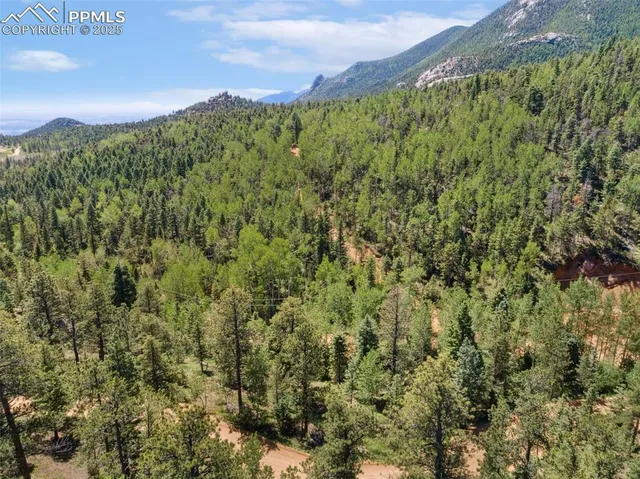 a view of a yard with plants and large trees