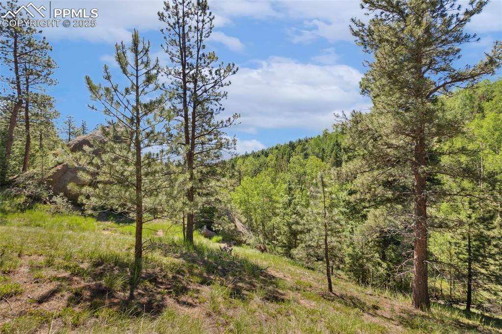 6050 Coffee Pot Road Manitou Springs, CO 80829 - Photo 21 of 34 a view of a garden with plants and large trees