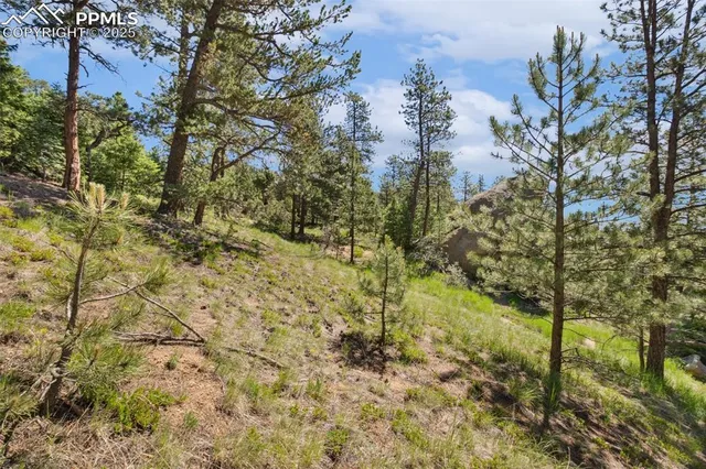 a view of a forest with a tree
