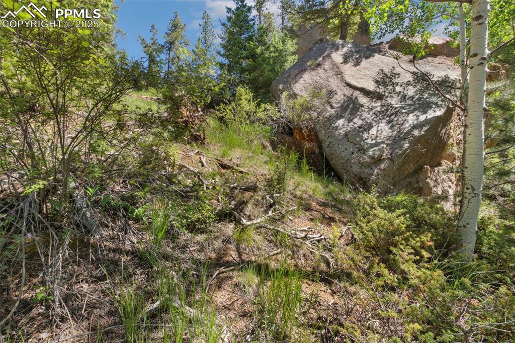 6050 Coffee Pot Road Manitou Springs, CO 80829 - Photo 24 of 34 a view of a tree in a yard